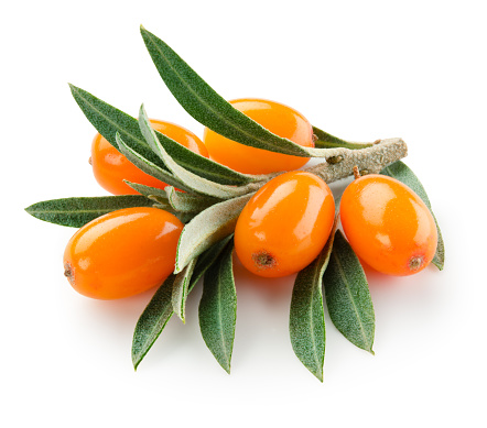Sea buckthorn isolated on the white. With clipping path..