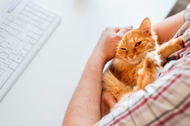 istock Happy cute ginger cat lying on desk next to keyboard. 532050192