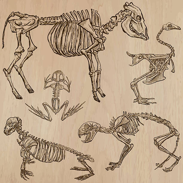 knochen, schädel, skelette - freihand, vektor - horse animal skeleton anatomy animal stock-grafiken, -clipart, -cartoons und -symbole