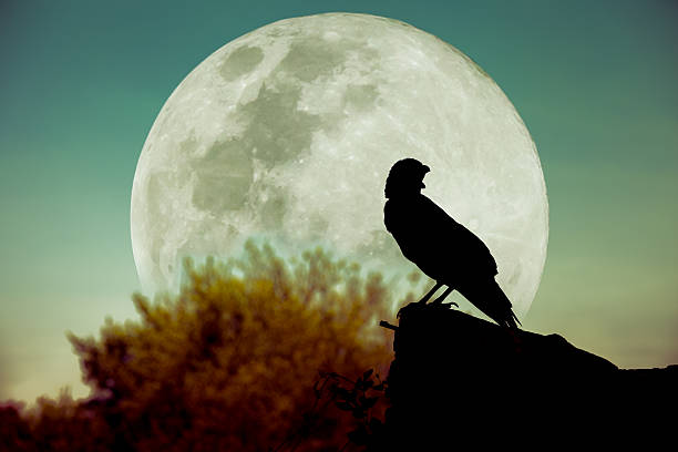 istock Night sky with full moon, tree and silhouette of crow. 532051120
