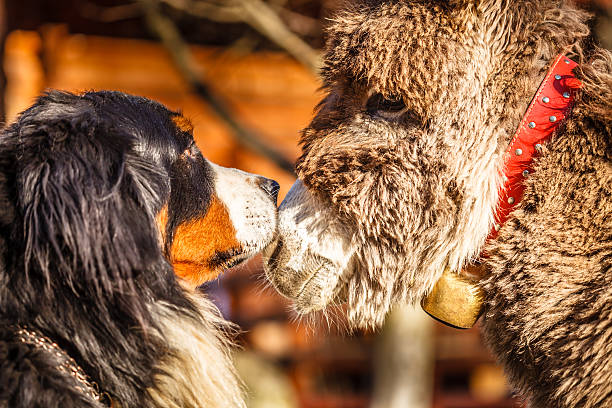 Bernese mountain dog with his donkey friend