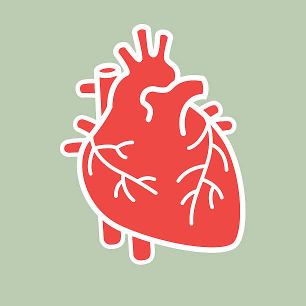 illustrations, cliparts, dessins animés et icônes de coeur humain illustration - coeur organe interne