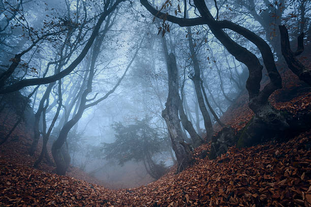 istock Autumn forest in the Crimea 532051783