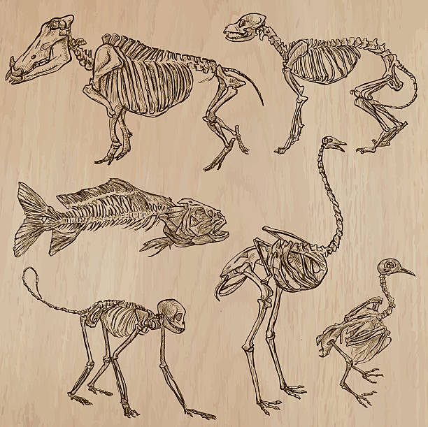 Bones, Skulls, Skeletons - freehands, vector BONES, SKELETONS and Skulls of some Animals. Collection of an hand drawn vector illustrations. Freehand sketching. Each drawing comprise a few layers of lines. Background is isolated. Editable in groups. the boar fish stock illustrations