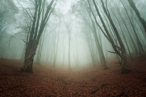 istock Autumn forest in the Crimea 532052479