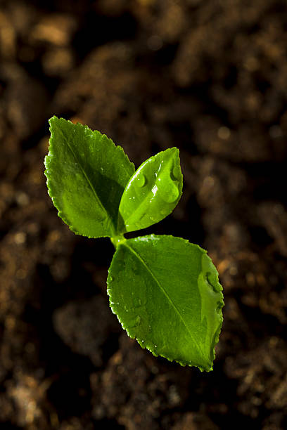 istock Young sprout of lemon 532052898