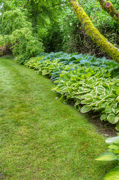 istock Landscaped garden scene with hosta plants 532053073