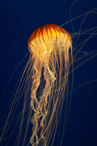 Jellyfish stock photo