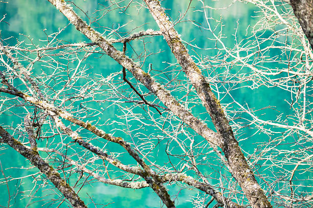 Autumn branch of a birch tree against the blue of the lake. Jiuzhaigou Valley