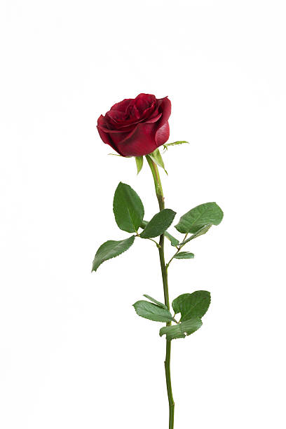 istock Red rose XXXL 532053935