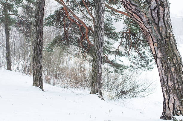 Pine, spurse, firs tree in winter snow stock photo