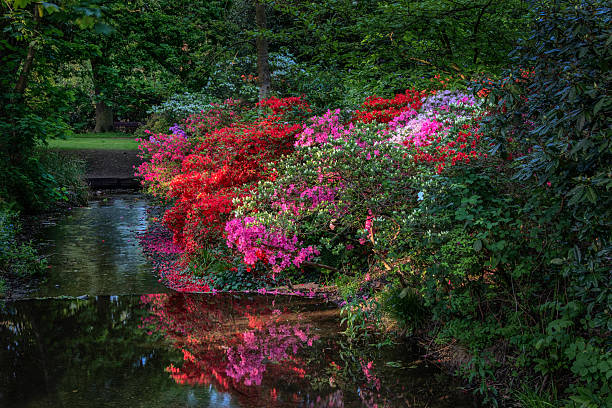 istock Spring Woodland. Azalea blossom, stream and evening sunlight 532054948