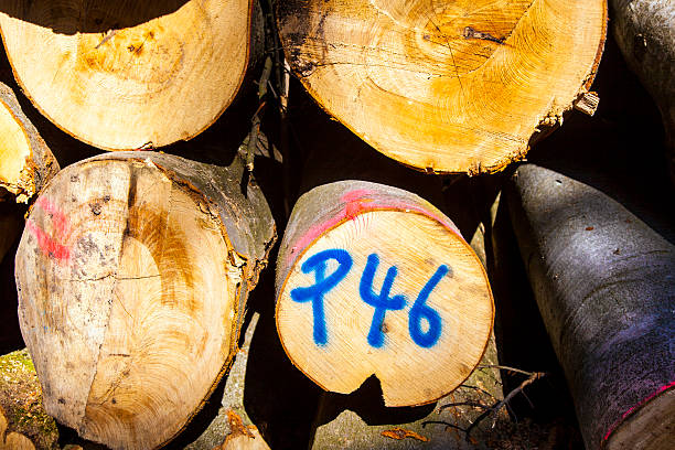 istock Pile of wood in forest 532055001