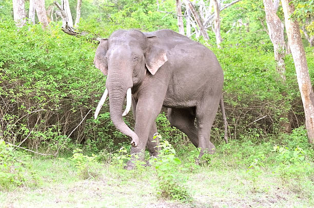 istock Asian male elephant 532055139