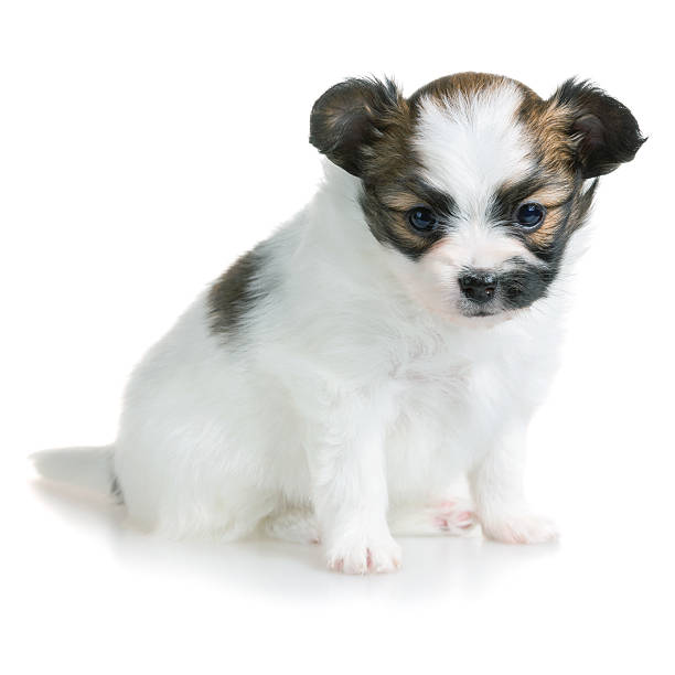 istock Cute puppy of breed papillon 532055189