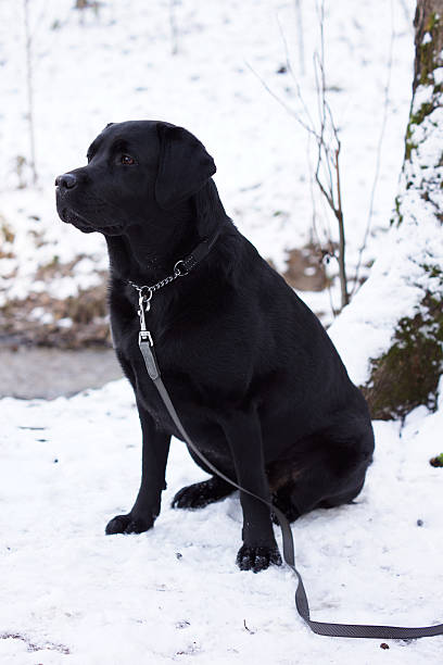 istock Black Labrador sitting in the snow. 532055524