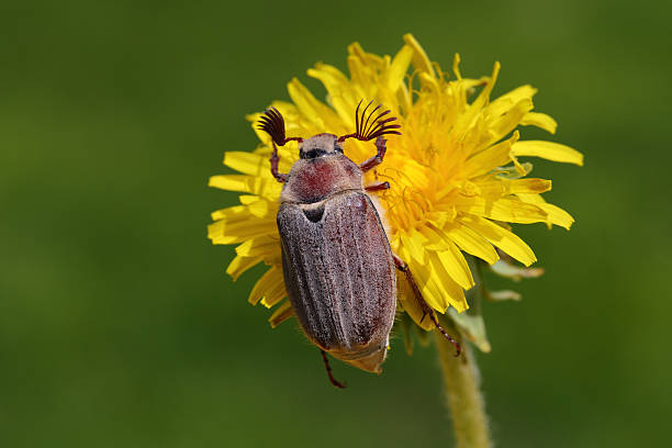 Mai Käfer. – Foto