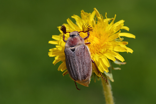 The may-bug sits on a dandelion.