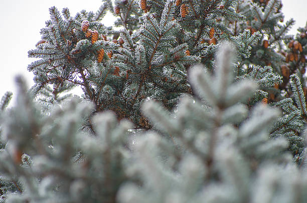 frost covered spruce tree branch stock photo