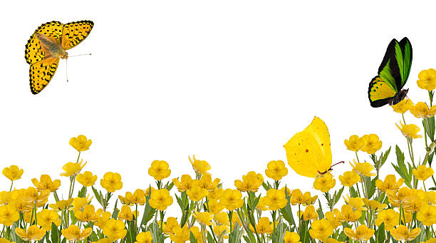 istock buttercups field and three butterflies 532056084