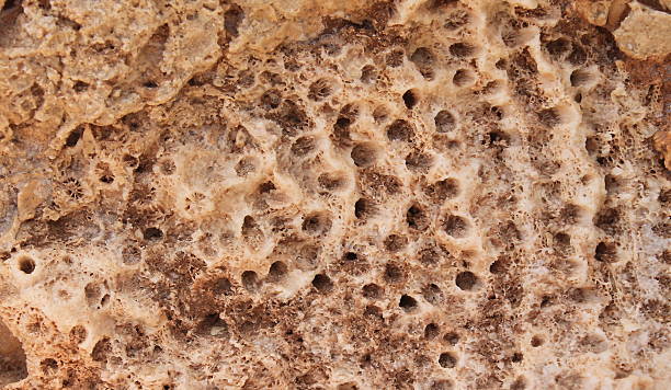 istock coral, mineral, ammonium stone,  close-up 532056288