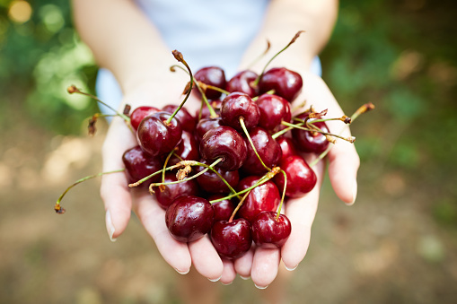 Cupped hands full of red cherries