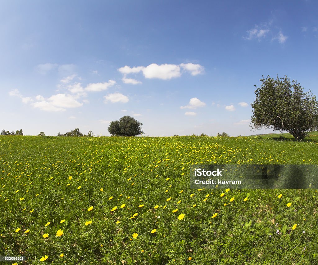 The field with camomiles Midday on blossoming hills of hot coast of Mediterranean sea - a grass, flowers and treesGreen spring blossoming field with camomiles 2015 Stock Photo