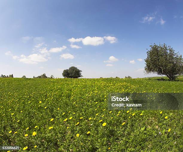 The Field With Camomiles Stock Photo - Download Image Now - 2015, Agricultural Field, Backgrounds