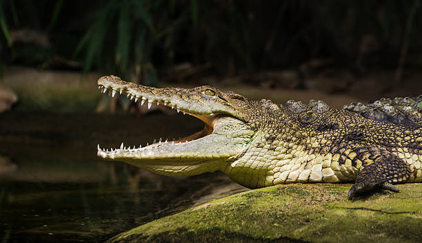 die krokodile, coldblooded tiere - krokodil maul offen fotos stock-fotos und bilder