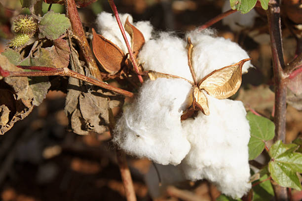 angebauter baumwolle blume - cotton flower textile macro stock-fotos und bilder