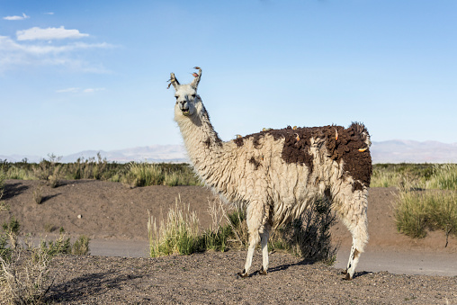 Llama in Salinas Grandes salt flats in Jujuy province, northern Argentina.
