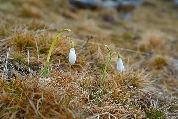 istock Group of beautiful fresh snowdrops in early spring 532057775