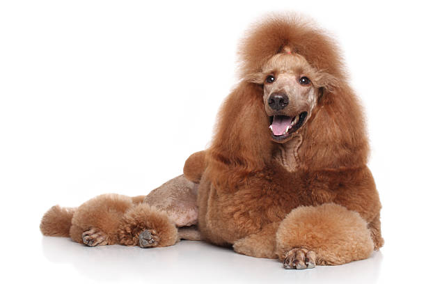 istock Poodle dog lying on white background 532058215
