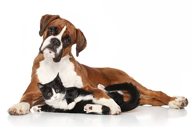istock Cat and dog together lying on the floor 532058217