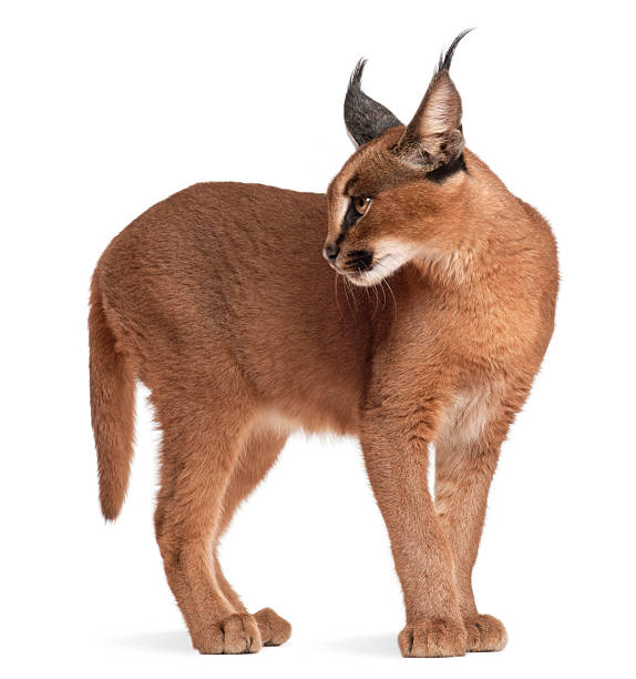 Caracal, Caracal caracal, 6 months old, Caracal, Caracal caracal, 6 months old, in front of white background caracal photos stock pictures, royalty-free photos & images