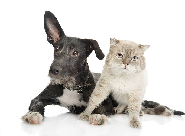istock cat and dog looking at camera. isolated on white background 532058838