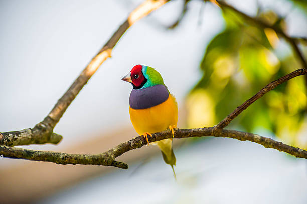 The Gouldian Finch erythrura gouldiae is also called the Gouldian Finch.  This bird has beautiful colors, red, purple, yellow, green, blue, and others.  This image is of a colorful bird standin on a tree branch with beautifully selected focus. gouldian finch stock pictures, royalty-free photos & images