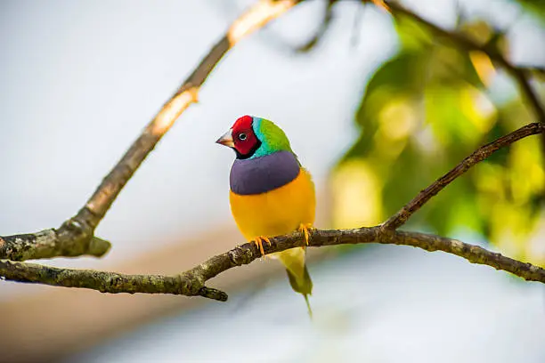 erythrura gouldiae is also called the Gouldian Finch.  This bird has beautiful colors, red, purple, yellow, green, blue, and others.  This image is of a colorful bird standin on a tree branch with beautifully selected focus.