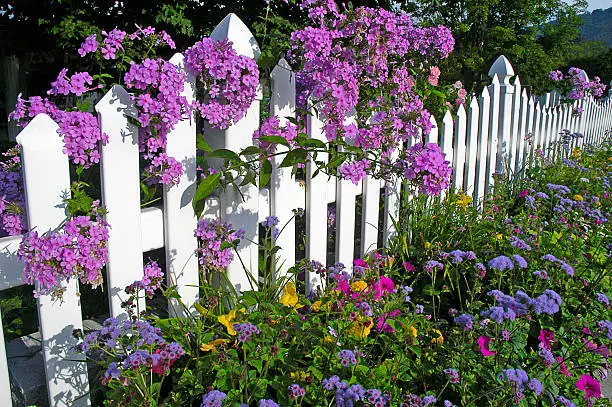 Purple phlox is growing on a white picket fence bordered by wild flowers in this beautiful Summer image.