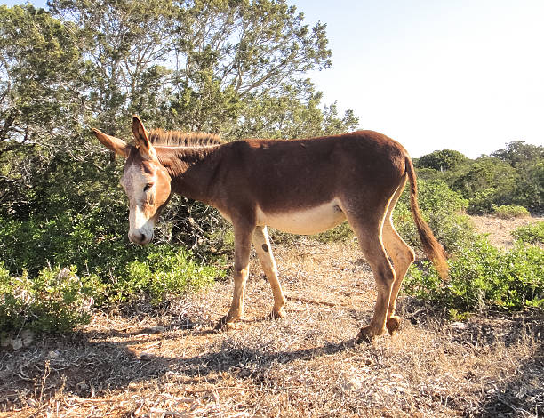 istock Donkey of Cyprus 532059004