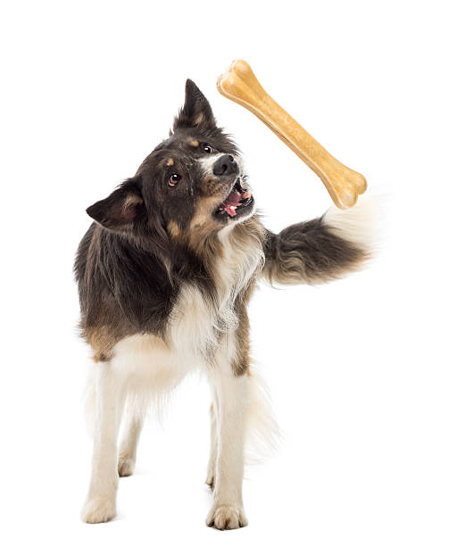 istock Border Collie standing and trying to catch bone 532059084