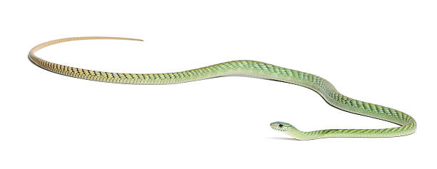 istock Western green mamba - Dendroaspis viridis, poisonous, white background 532059138