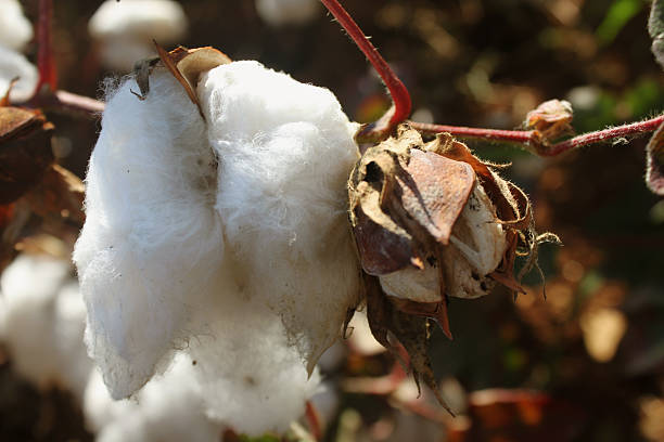 e withered flor de algodão cultivado - cotton flower textile macro imagens e fotografias de stock