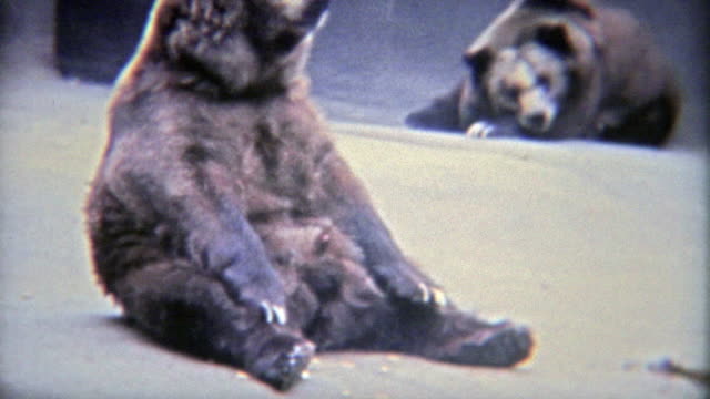 1973: Grizzly brown bears bored in a tiny habitat at the zoo.