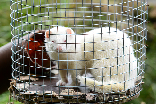 Albino Ferret in Cage