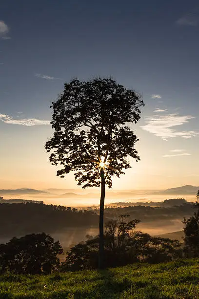 Tree against morning sunshine in southeastern Minas Gerais - Brazil