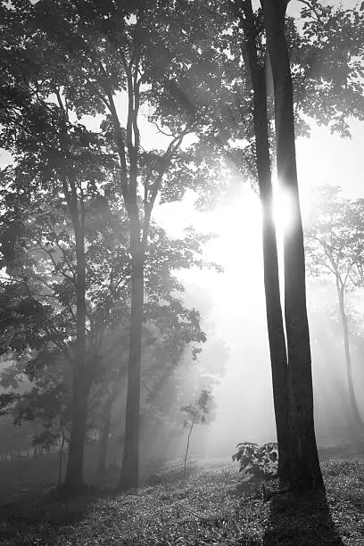 Trees in morning fog against sunshine