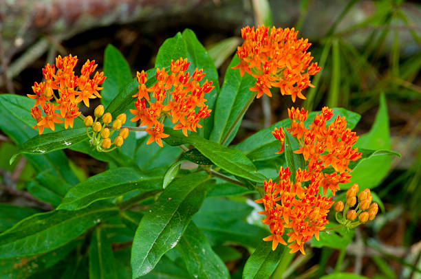 istock Wild Butterfly Weed blooming. 532088981