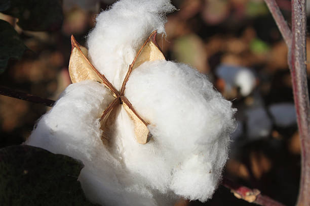 хлопок цветок крупный план - cotton flower textile macro стоковые фото и изображения