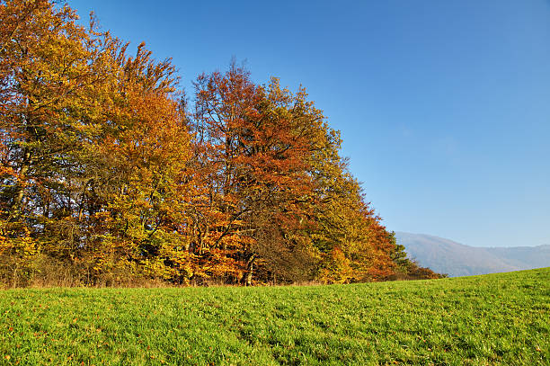 istock Deciduous trees colorful autumn colors of orange 532089925